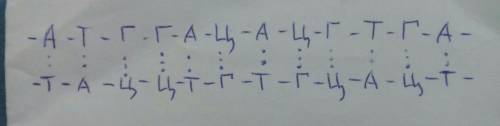 Фрагмент першого ланцюга днк атг-гац-ацг-тга.з'ясувати послідовність нуклеотидів у другому ланцюгу т