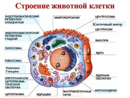 Выучить принцип комплементарности, достроить цепь днк. повторять органоиды клетки, их строение и фун