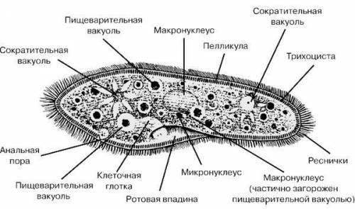 Сделайте вывод об особенностях строения инфузории туфельки.кратко, .