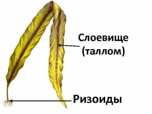 Резоиды служат для а)всасывания пит веществ б)вегетотивного размножения в)прикрепления к субстрату г