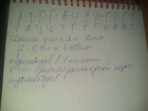 Фрагмент одной из цепей днк имеет такой нуклеотидный состав: атггацацгтга. определите последовательн