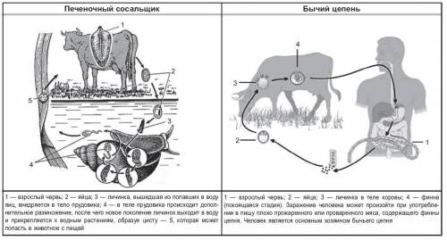 Почему, употребляя непрожаренное мясо, бычьим цепнем заразиться можно, а печеночным сосальщиком нет?