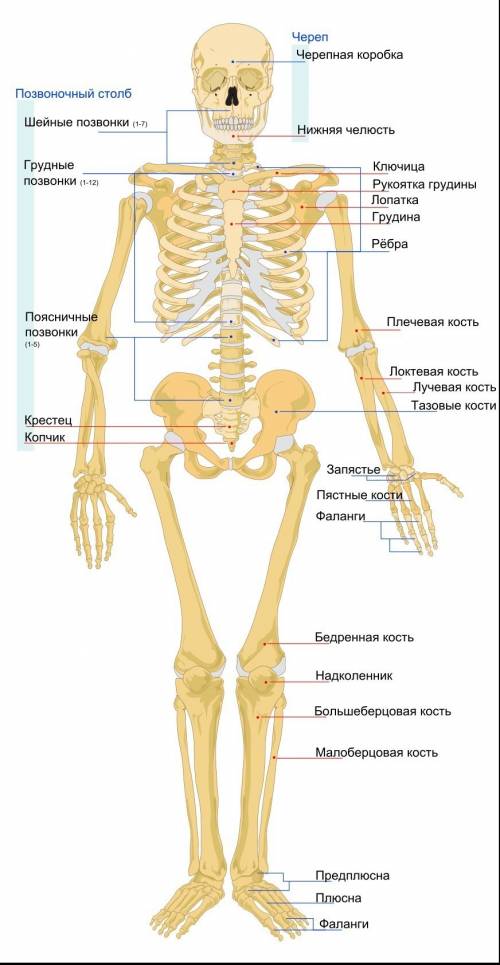 На какие части делятся кости верхних и нижних конечностей?