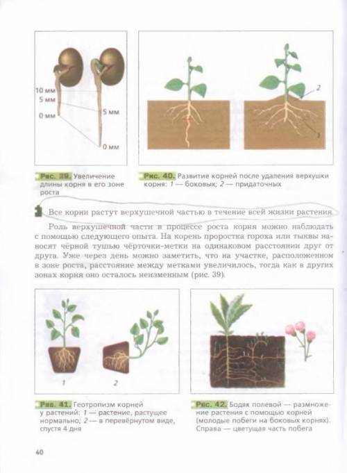 Краткий пересказ пономарёва 6 класс корень его строение и значение