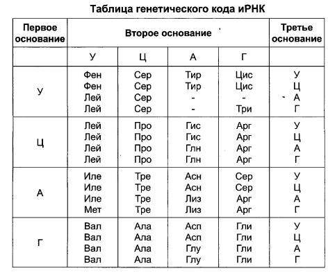 Участок полипептида состоит из следующих аминокислот: аргинин-глутамин-серии-аланин-лизин-лейзин: а)