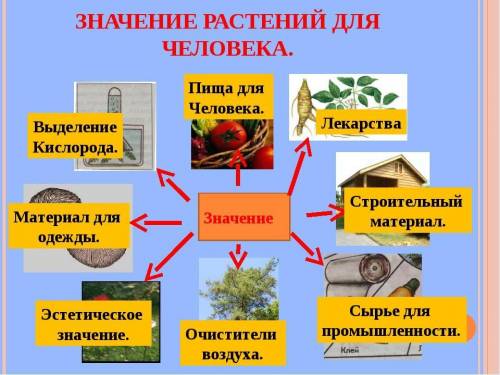 3класс покажи на схеме при стрелок, какое значение имеют растения для всего живого на земле животные