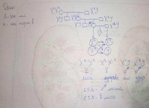 Учоловіків аутосомний ген лисості (s) виступає як домінантний, а у жінок він рецесивний. жінка, яка