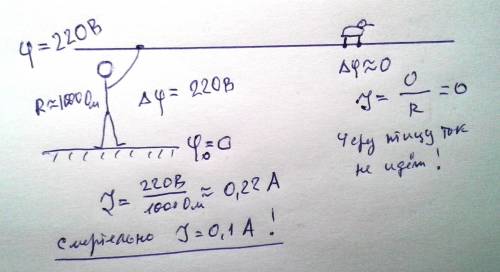 Почему для человека, стоящего на земле,опасно прикасаться к неизолированному проводу,а птица спокойн