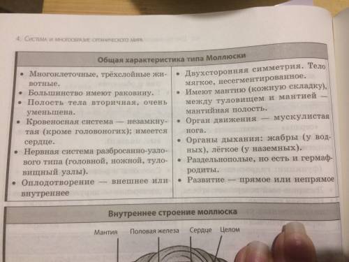 Сбиологией класс брюхоногие двухстворчатые головоногие признаки место обитания симметрия тела части