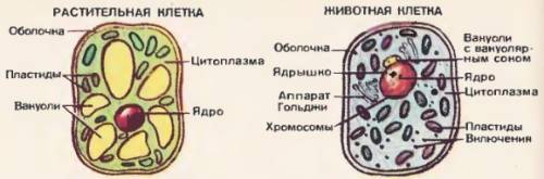 Как нарисовать строение растительной и животной