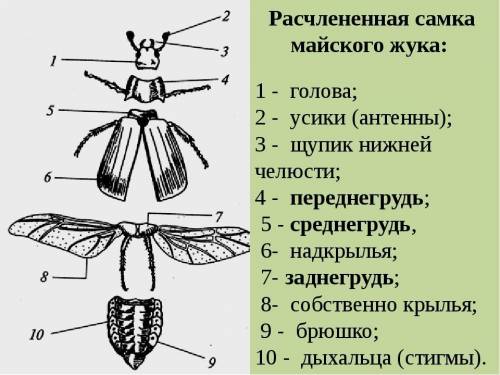 До каких сегментов груди прикрепляются крылья и надкрылья у майского жука