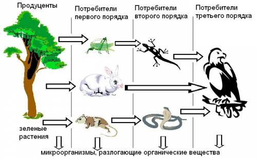 Установите соответствие между типами цепи питания их возможными пищевыми звеньями: 1) пастбищные, 2)