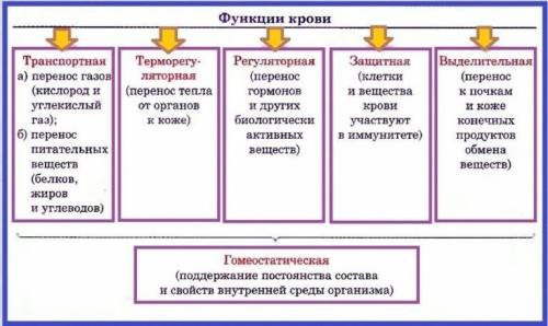 Умоляю, ! : внутренняя среда организма краткий схематический конспект