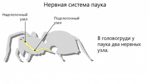 Сравните нервную систему речного рака и паука-крестовика и назовите различия