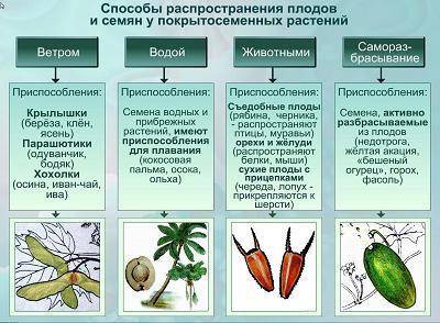 Таблица по биологии на тему распространения плодов: нужно написать распространение,особенность семян