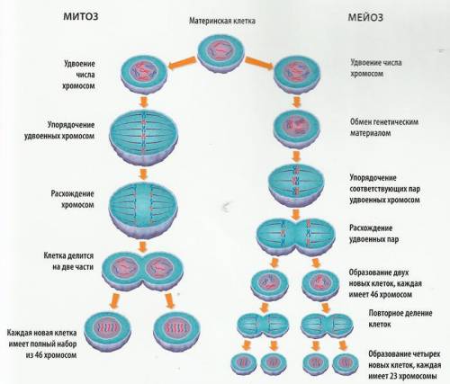 1. указать набор хромосом при метатическом делении в клетке