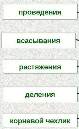 Какая зона корня обозначена верно ? варианты ответа: а) зона проведения б) зона деления и роста в)