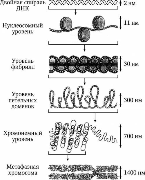 Вопрос 1. опишите строение ядра эукариотической клетки.вопрос 2. что такое ядрышко? как вы считаете,