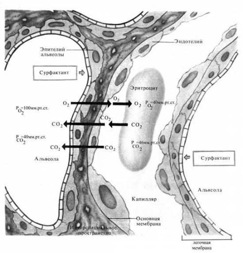 назовите процесс с которого, кислород переносится из лёгких в капилляры, и из капилляров в ткани.​