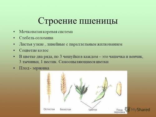 Сделайте рисунок.только нужен рисунок. рассмотрите листья пшеницы. как они соединены со стеблем ? ка