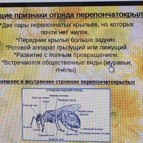 Перечислите общие признаки насекомых отряда перепончатокрылые.