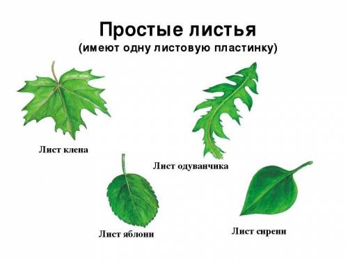 Объясните что означает понятие простой лист примеры