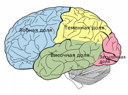 Быстро ответьтечто будет при повреждении среднего мозга? ифункции коры больших полушарий