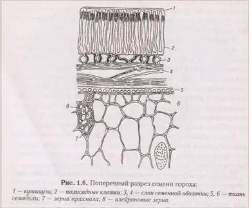 Стебель гороха в разрезе с указанием тканей6 класс биология 15 ​