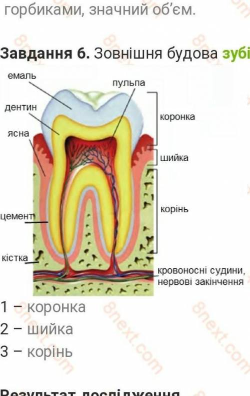 20 іі зовнішньої будови зубів різці- ікла- кутні-