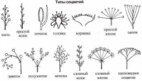 Определите простое соцветие - колос