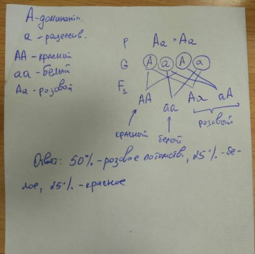 Уночной красавицы красная окраска цветков не полностью доминирует над белой. гетерозиготы имеют розо