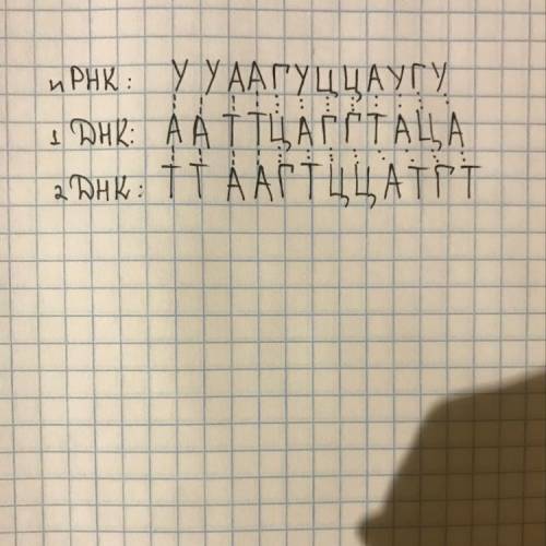 Последовательность нуклеотидов в молекуле информационной рнк имеет следующий вид: у-у-а-а-г-у-ц-ц-а-