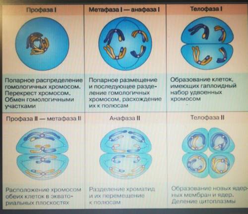 Объясните, что такое мейоз и каковы его фазы (что происходит на каждой из них) на более понятном язы