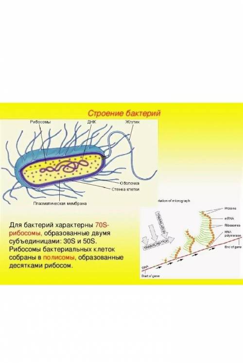 Откуда берутся рибосомы в прокариотической клетке? ​