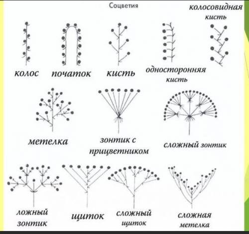 выполнить следующие задания по биологии: