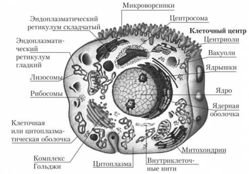 Соотнесите объекты с их обозначениями на рисунке. шероховатая ЭПС везикула пиносома лизосома цитопла