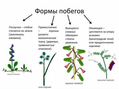 Какими бывают побеги по размышлению в и направлению роста? (6 класс)