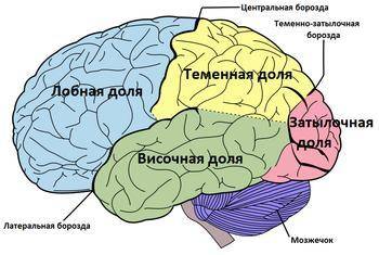 Назовите крупные борозды