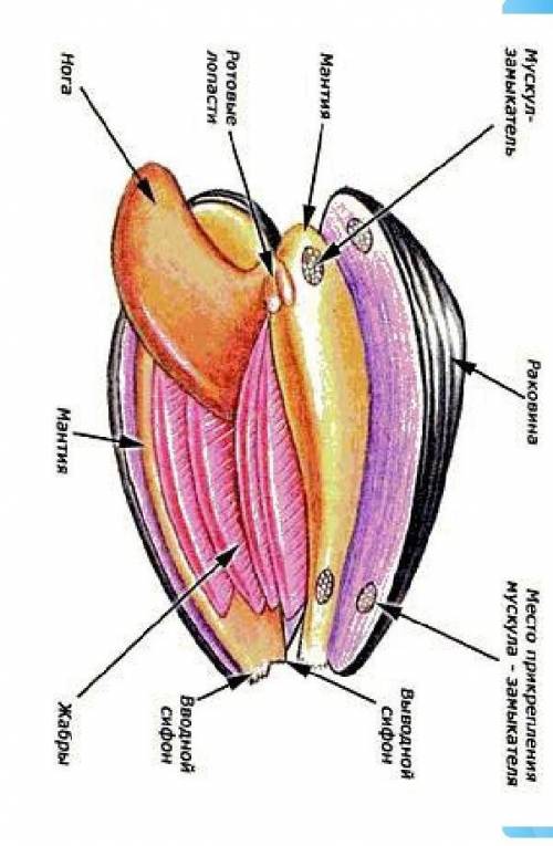 Внешнее и внутреннее строение мягкотелыхОчень надо, заранее огромнейшее