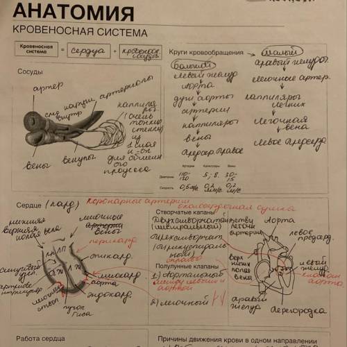 СТРОЕНИЕ И ФУНКЦИИ КРОВЕНОСНОЙ СИСТЕМЫ КОНСПЕКТ.