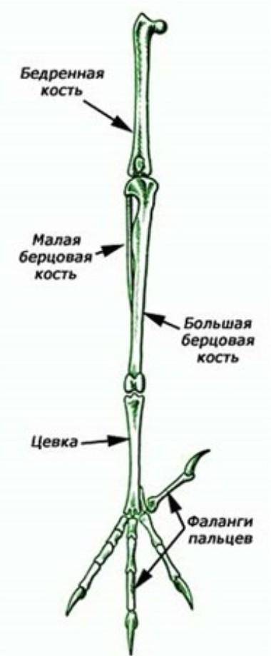 Що таке цівка?до ть будь-ласка​