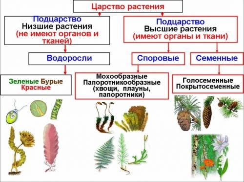 На какие систематические группы разделено царство растений?