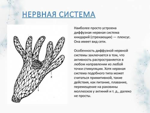 Який тип нервової ситеми забезпечує здійснення рефлексів гідри звичайної?​