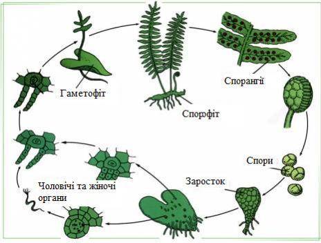 Що являє собою гаметофіт у папоротей? 1.коробочка на ніжці 2.зелена пластинкасерцеподібної форми 3.з