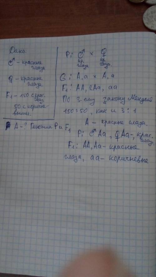 1) У человека тёмные волосы доминируют над светлыми. Установи вероятность (%) рождения темноволосых