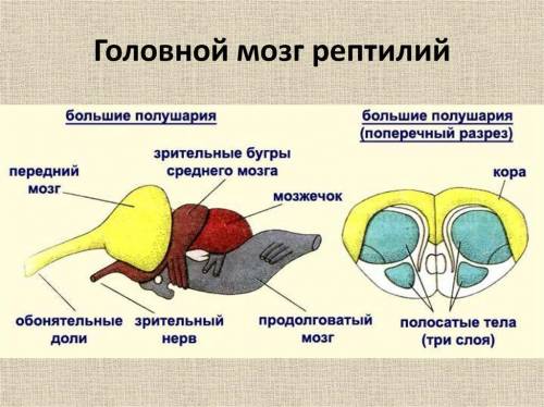 Как выглядит мозг рептилий