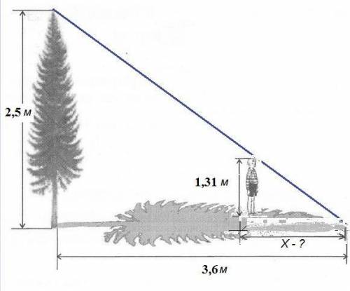 Как-то вечером девочка захотела узнать, какой длины будет тень от дерева во дворе. Длина тени оказал