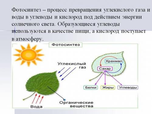 Какие биохимические процессы в клетке участвуют в превращениях воды, кислорода и углекислого газа? о