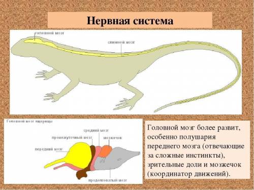 Отметь верную характеристику нервной системы рептилий:1диффузного типа2разбросанно-узлового типа3лес