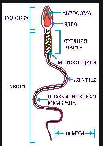 До ть будь ласка 2 і 3 ів(з малюнком)